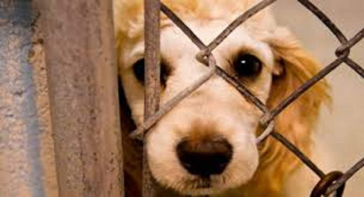 La Municipalidad realizó dos operativos por maltrato a perros. Fuente: (Facebook)
