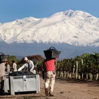 La producción de vino logró una baja en el stock después de varios años