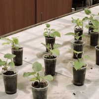 Tomá nota: mirá cómo podés sembrar plantas de kiwi en casa de forma muy fácil