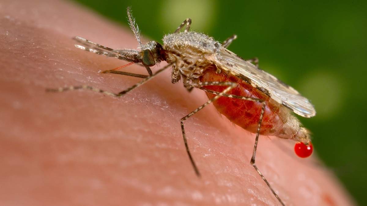 Mosquito. Fuente: (Twitter)