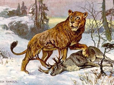 ADN antiguo explica la desaparición de los leones en Norteamérica