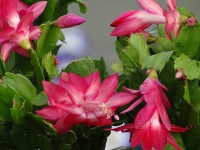 La planta que regala las flores más bonitas en otoño e invierno, fácil de cuidar y apta para principiantes