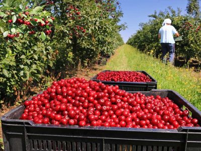 El campo español alerta por la falta de mano de obra debido al cierre de fronteras