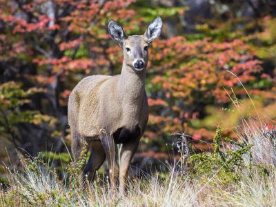 El huemul, en peligro de extinción por el no control de la caza