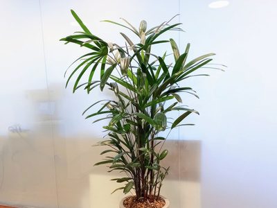La planta que sobrevive perfectamente en el jardín o el living de tu casa, es fácil de cuidar y marca tendencia en decoración