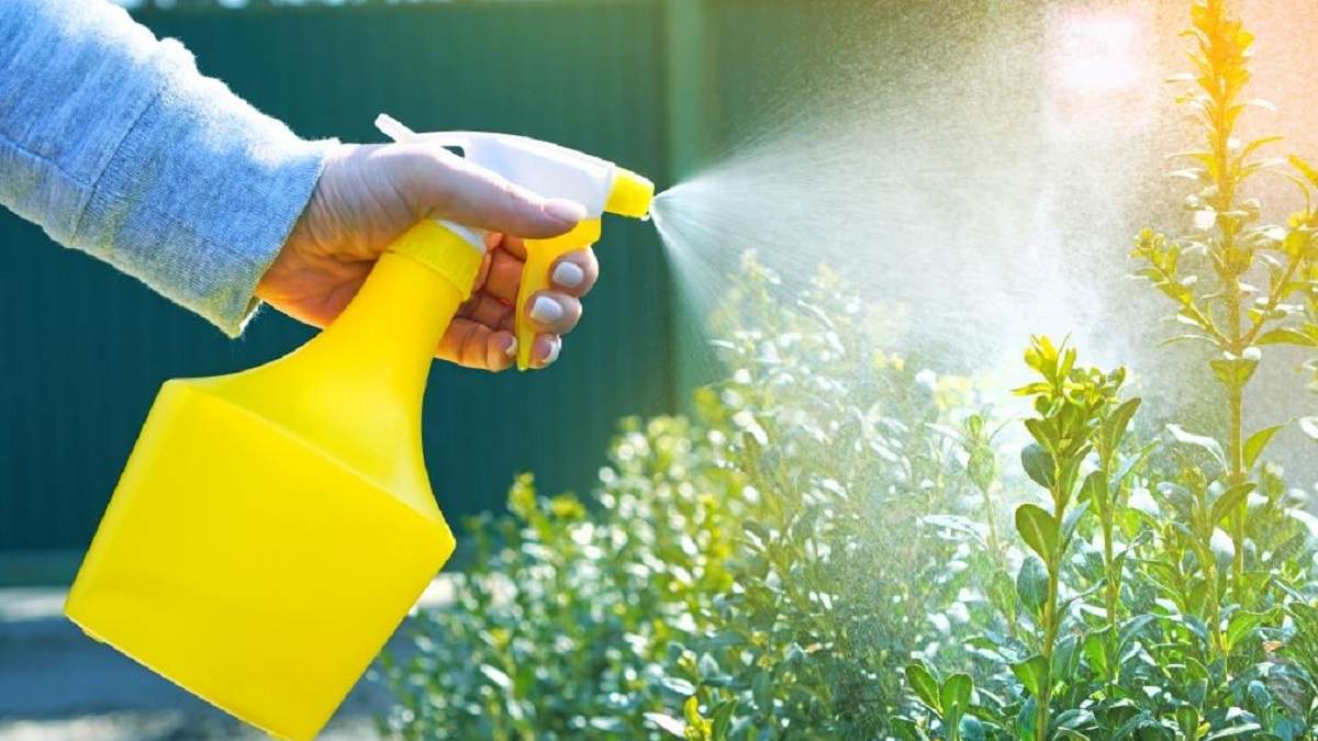 Fungicida casero para las plantas. Fuente: (X)