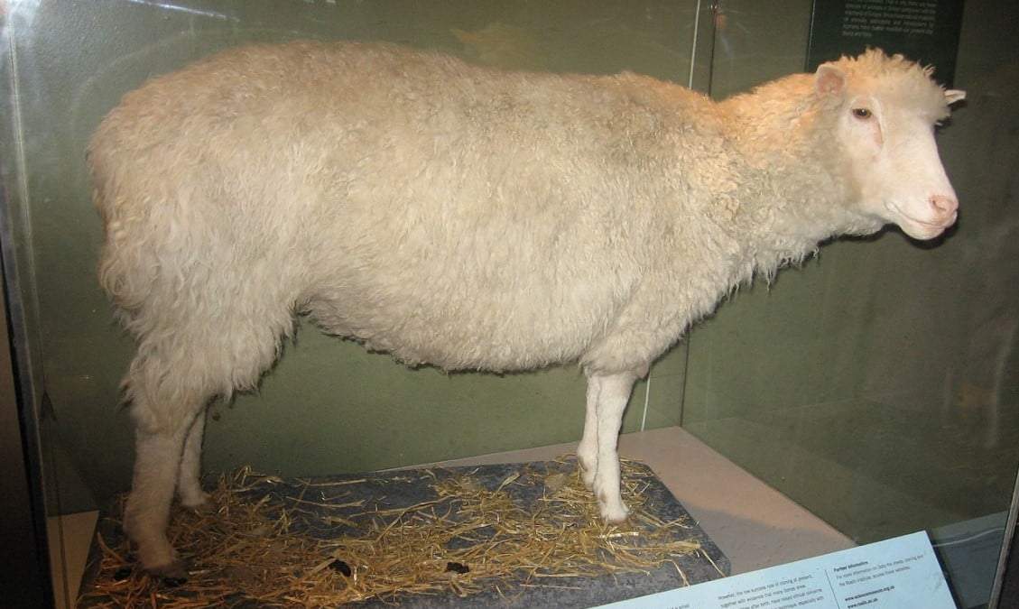 Los restos de la Oveja Dolly están expuestos en el Museo Nacional de Escocia