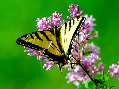 3 plantas para armar en macetas si querés tu jardín o balcón lleno de mariposas cuando llegue la primavera