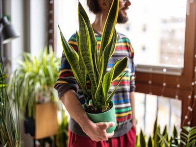 Según la ciencia, la famosa planta que tenés que tener sí o sí en tu dormitorio