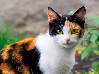 Gatos calicó: un fenómeno felino donde el 99% son hembras