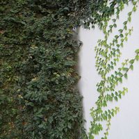 La planta cubre muros que te servirá para darle un toque único a tu jardín y a tu casa