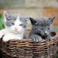 Día Internacional del Gato: desde Nicole Neumann hasta Jey Mammón, los famosos que más aman a los michis