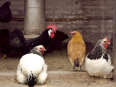 Gripe aviar: el SENASA confirmó un nuevo caso en aves de traspatio en Neuquén