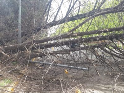 Caída de árboles y postes y voladuras de techos en la capital por el temporal