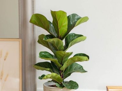 La planta gigante que está de moda y que todos quieren: cómo cuidarla para que crezca sin parar