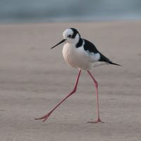 Curiosidades sobre el Tero Real: el ave misteriosa que dio origen al refrán "patas de tero", por qué la decimos