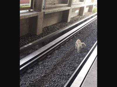 Rescatan a un perro de las vías de la Línea B del Metro