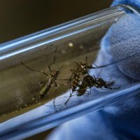 ¡Alarma en Córdoba! Avanza el dengue mientras el coronavirus no da tregua