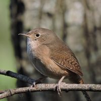 Curiosidades sobre la Ratonera: el ave pequeña y curiosa que cumple una tarea crucial en el control de plagas