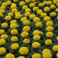 La planta de hermosas flores que aleja a los insectos de tu jardin