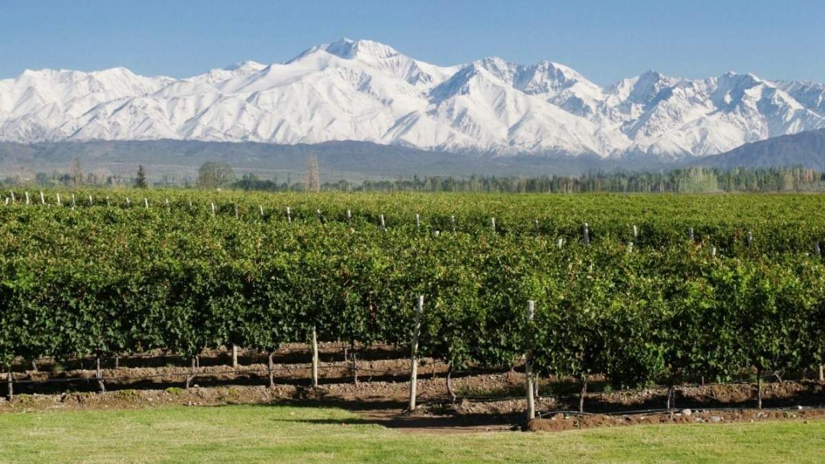 Los mejores Malbec son mendocinos. Fuente: (INstagram)