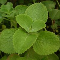 No solo se usa en la cocina: la poderosa planta que te ayuda a dormir mejor y podés cultivar fácil en casa