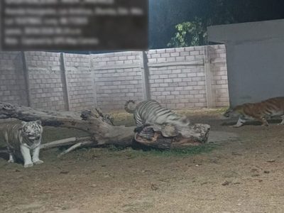 De tigres de bengala a autos de lujo: lo que halló la Marina en una casa de Las Américas