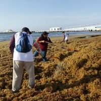 Del problema ambiental a recurso energético: el plan con el sargazo en playas mexicanas