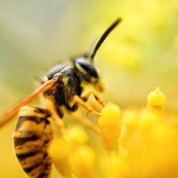 Alejá a las avispas de tu jardín con este truco casero, sencillo y eficaz