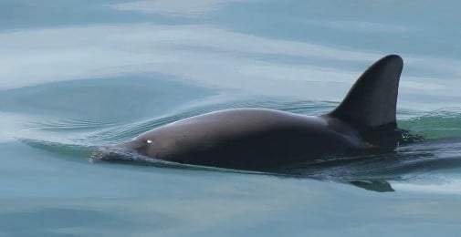 Vaquita marina en el Golfo de California