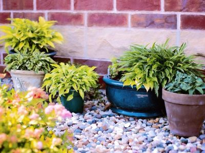 5 cosas que podés hacer por tus plantas en junio si querés disfrutar de los resultados en primavera
