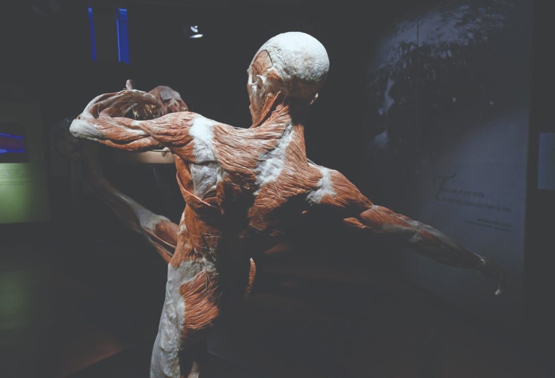 plastinados exposición Uno de los diez cuerpos completos. Foto Cortesía Museo Monte Piedad