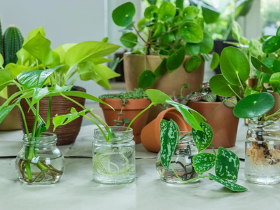 Estas son las plantas más hermosas que podés tener en un florero: solo necesitan agua y un poco de luz