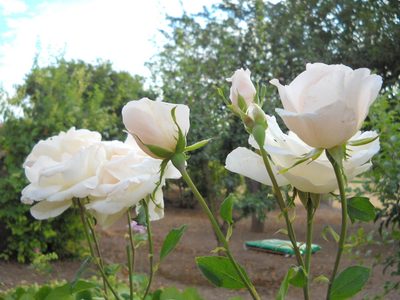 Mirá el verdadero trucazo para hacer tus propias plantas de rosas gratis