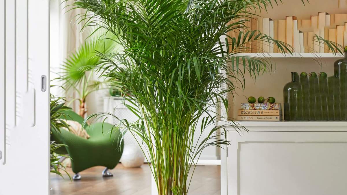 Plantas. Fuente: (Instagram)