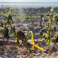 El tentador error que cometemos siempre con nuestras plantas, pero que pueden perjudicarlas seriamente