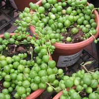El secreto de los viveristas para curar tu planta del Rosario si está toda arrugada y sin vida
