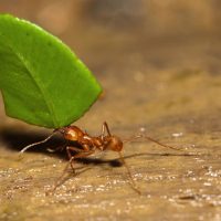 Desorientadas: el cuestionado truco para que las hormigas no se coman tus plantas más caras