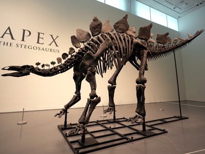 Nuevo récord en subastas de dinosaurios: fósil de estegosaurio alcanza los 45 millones de dólares
