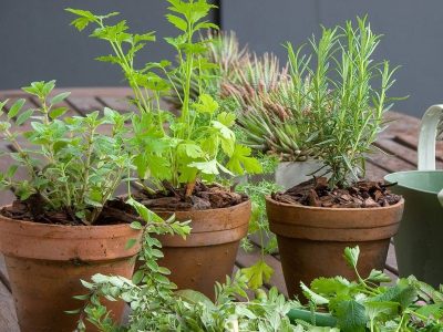 Por qué mis plantas de interior tienen las hojas pegajosas: mirá cómo solucionarlo sin usar químicos