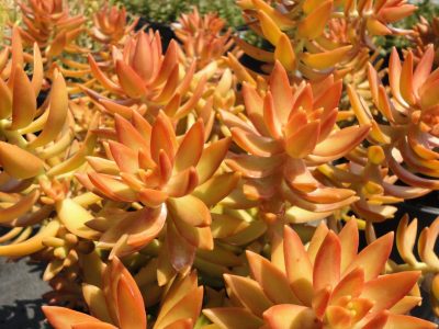 Conocé esta suculenta tan maravillosa que expuesta al sol se pone de color naranja y es perfecta para el otoño