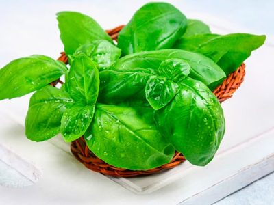 El error que todos cometen con la planta de Albahaca sin querer: cómo mantenerla fuerte y sana por más tiempo