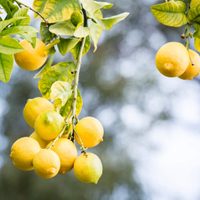 Jardinería en pandemia: descubrí por qué los cítricos son un grupo de riesgo