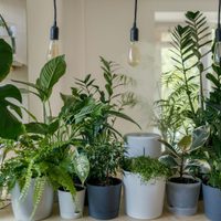 Por qué mis plantas de interior detuvieron su crecimiento y cómo solucionarlo