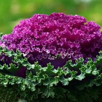 La exuberante planta que se mantiene hermosa todo el otoño y ama el frío