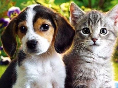 Invitan a sumarse al registro municipal para darles un hogar de tránsito a perros y gatos