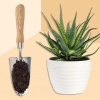 Descubrí por qué deberías plantar el aloe vera en una banana