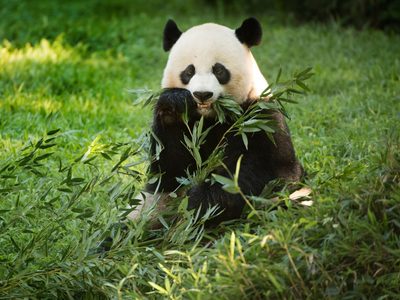 Descubrieron un fósil de panda gigante de más de 100 mil años en China