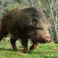 Preocupante: tremendo avance de los jabalíes en áreas protegidas de Parques Nacionales