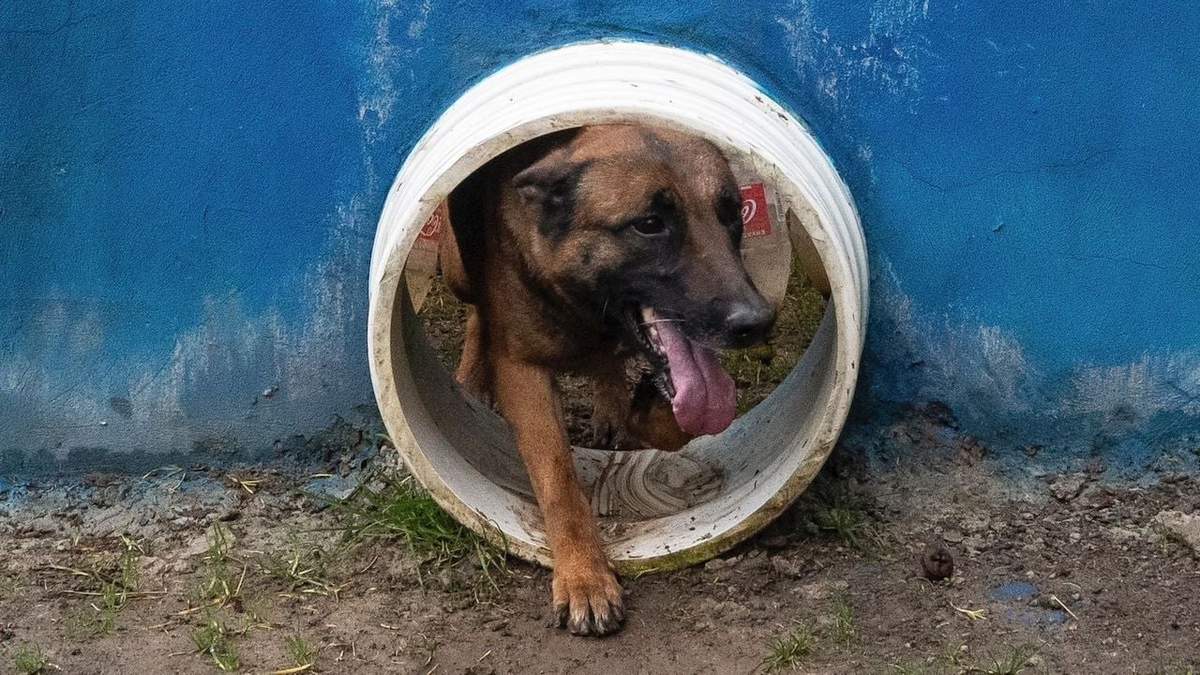 Un perro pasa a través de una apertura en una instalación de entrenamiento del ejército de Colombia, el miércoles 21 de junio, en Bogotá
